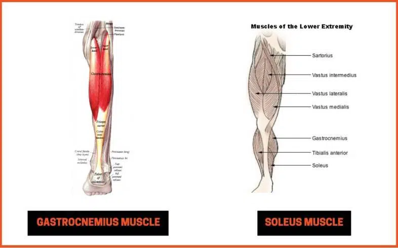 the calves are made up of 2 main muscles - the gastrocnemius and the soleus