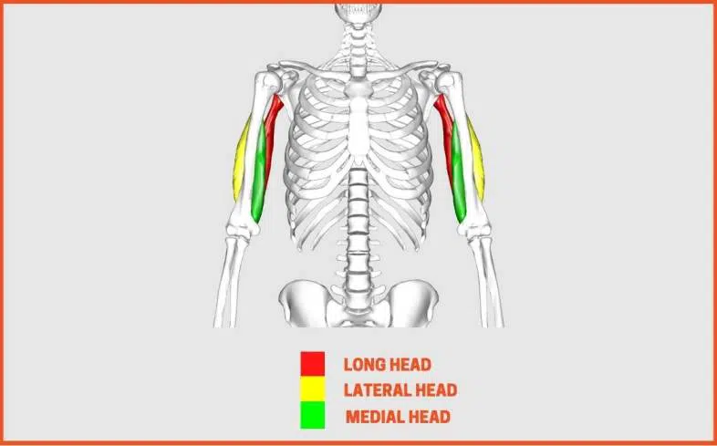 the long head makes up the largest part of your triceps