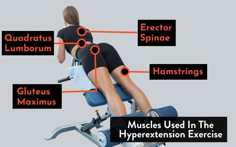 The muscles used in the hyperextension exercise are hamstrings, gluteus maximus, erector spinae and quadratus lumborum