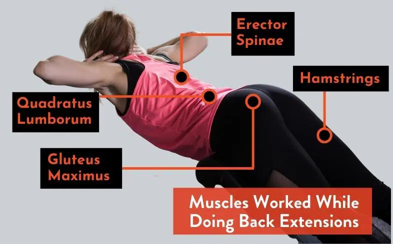 muscles worked while doing back extensions