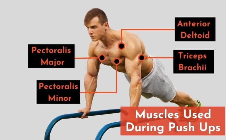 muscles used during push ups