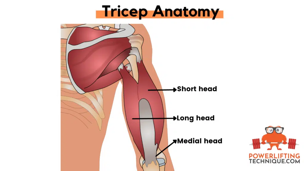 tricep muscles