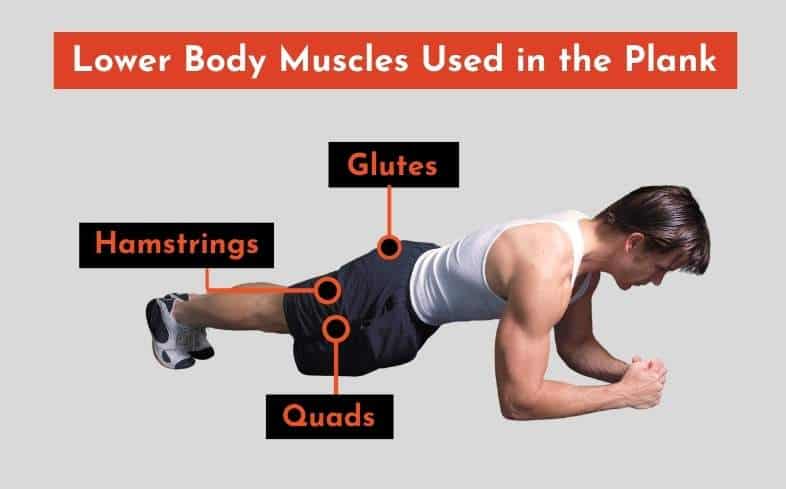 lower body muscles used in the plank