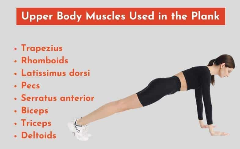 upper body muscles used in the plank