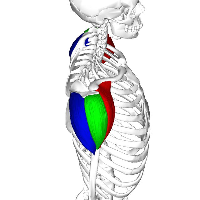 cables can target the front deltoid, side deltoid, and rear deltoid muscles
