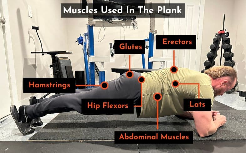 muscles used in the plank