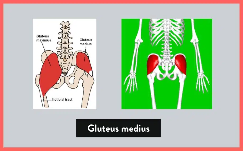 what is the gluteus medius