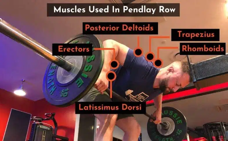 muscles worked in the pendlay row