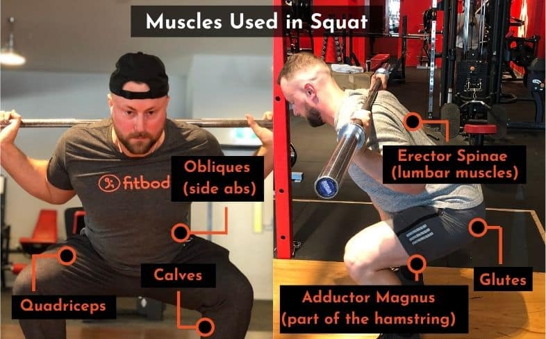 which muscles do squats work