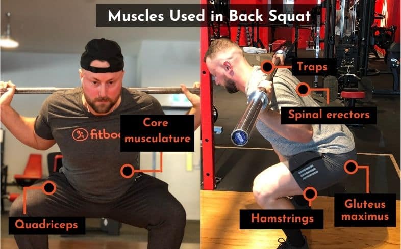 muscles used in back squat