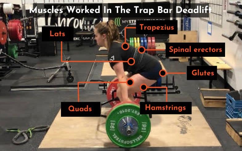 These are the muscles worked with the trap bar deadlift. Photo by Powerlifting Technique.