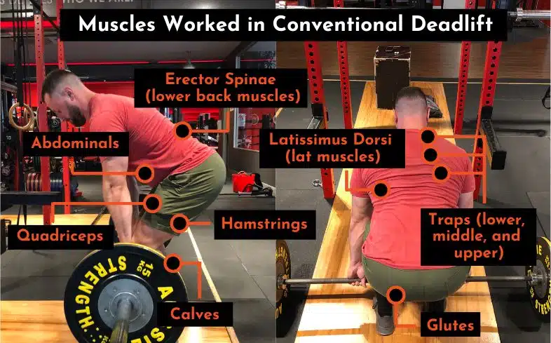 muscles worked in conventional deadlift