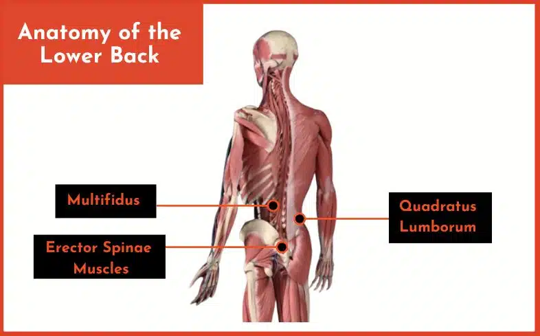 anatomy of the lower back