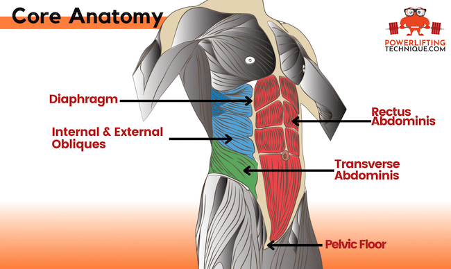 core anatomy diagram of muscles worked