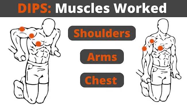 disp muscles worked shoulders arms chest