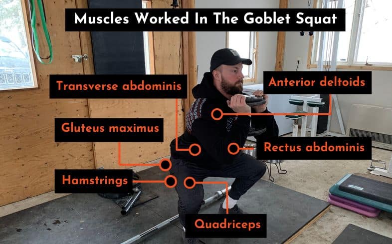 muscles worked in the goblet squat