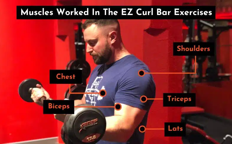 muscles worked in the ez curl bar exercises