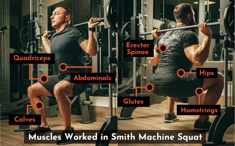 muscles worked in smith machine squat