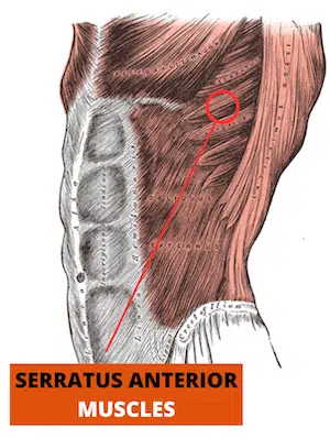 serratus anterior exercises at home