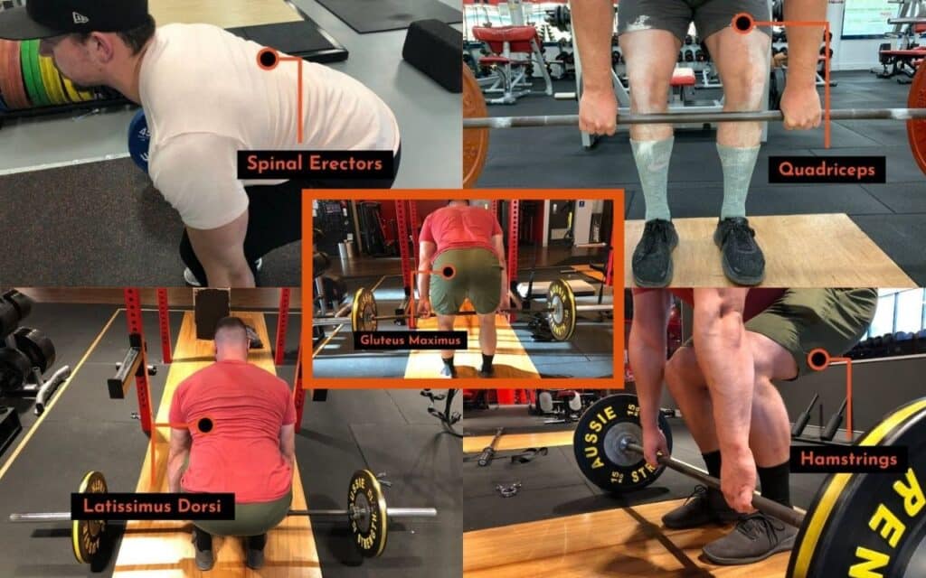 back and leg muscles worked during the deadlift