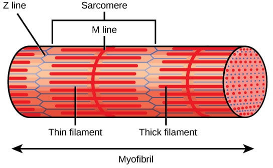 sarcomere myofibril illustration