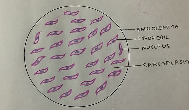 Histology_of_smooth_muscle with sarcoplasm illustration