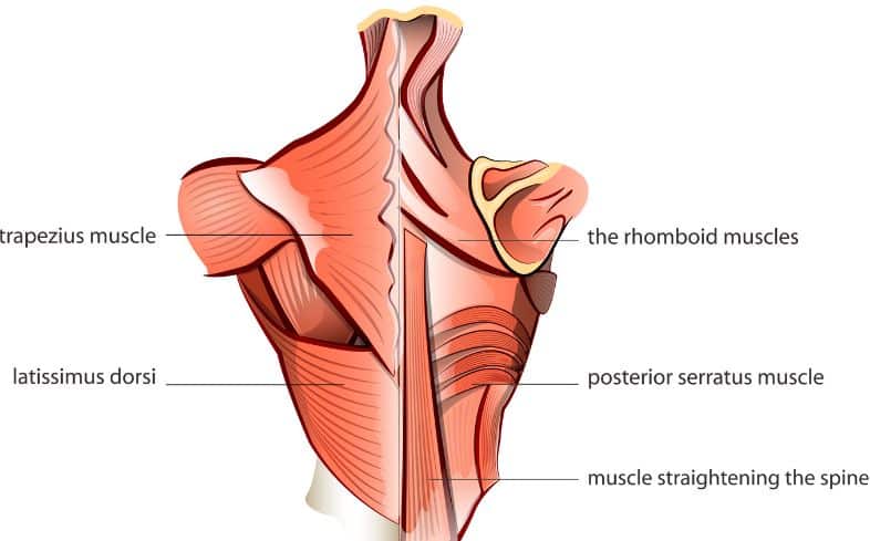 muscle anatomy for compound back exercises