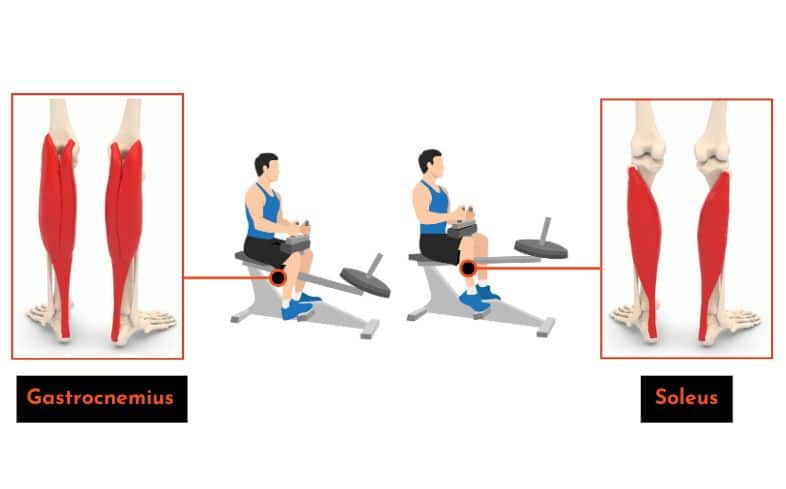 muscles worked - seated calf raises 