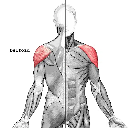 what are the front delts