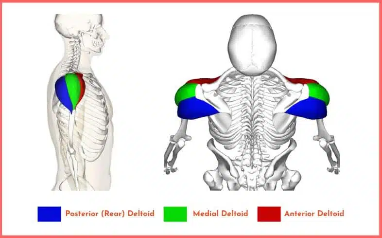 muscle anatomy of the shoulders showing front, medial, and rear deltoids