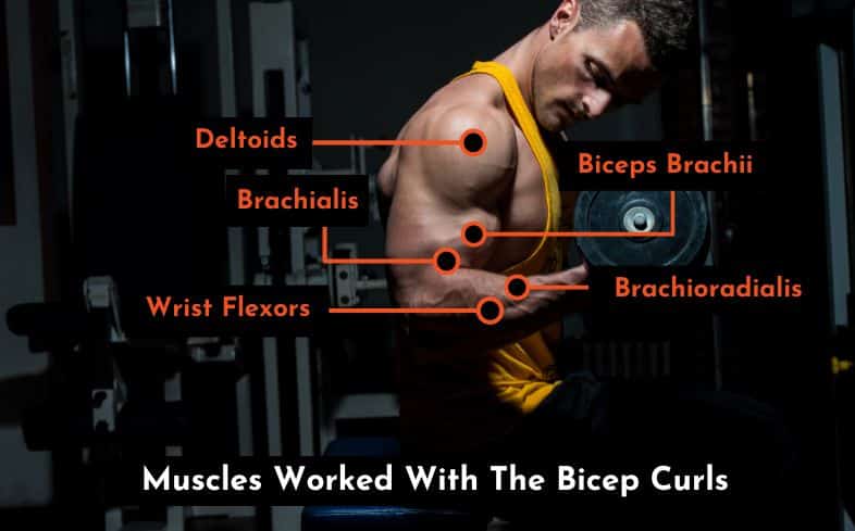 muscles worked with the bicep curls