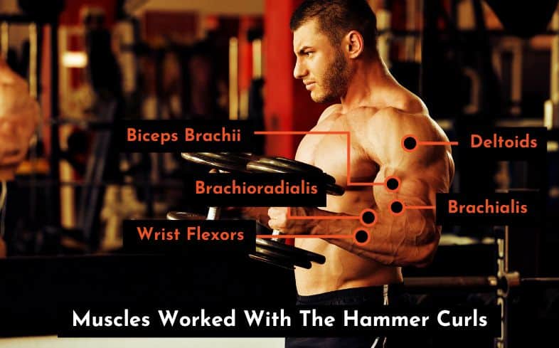 muscles worked with the hammer curls