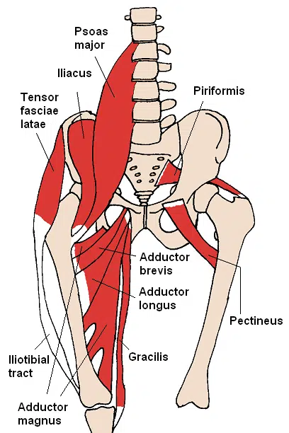 abductors & adductors