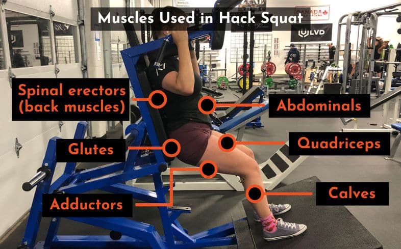 muscles used in hack squat