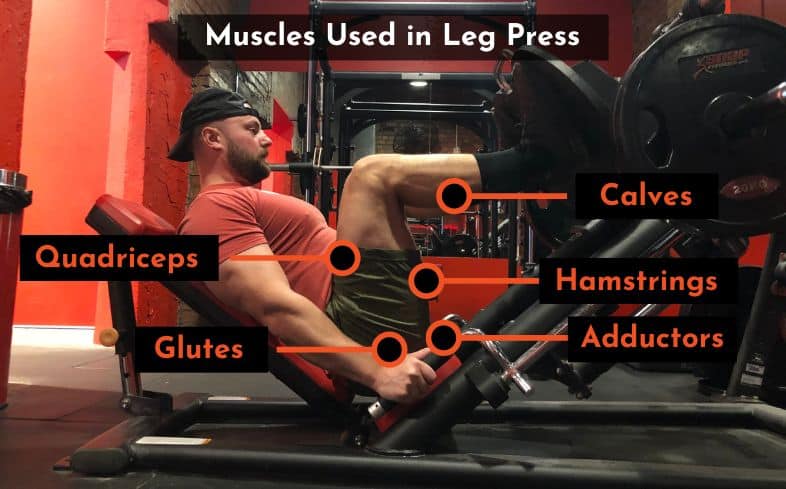 muscles used in leg press