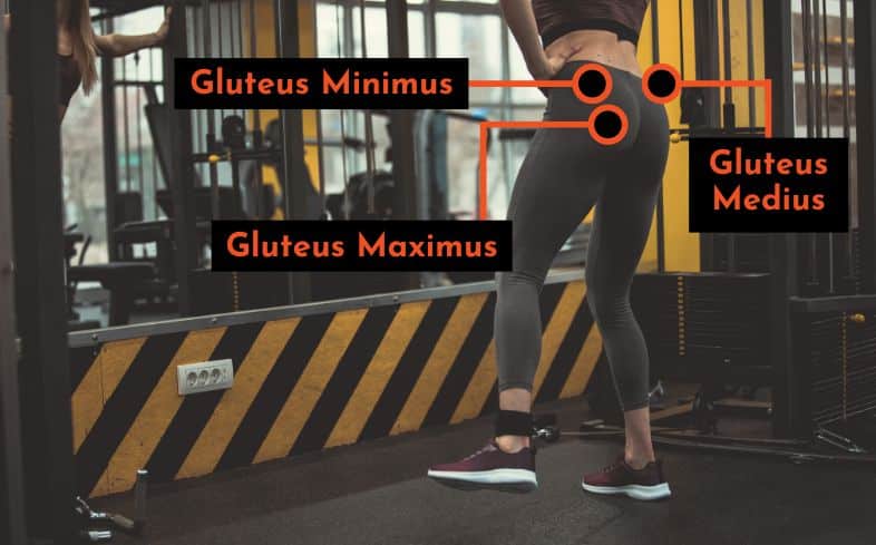 what are the glute muscles and what do they do