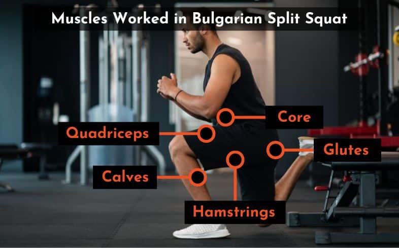 muscles worked in bulgarian split squat
