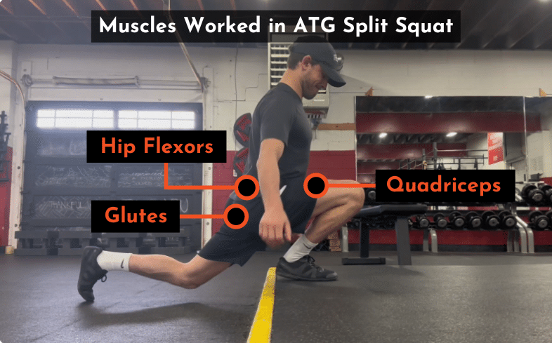 muscles worked in atg split squat