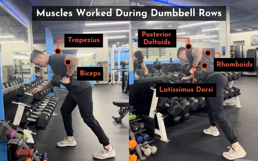 muscles worked during dumbbell rows