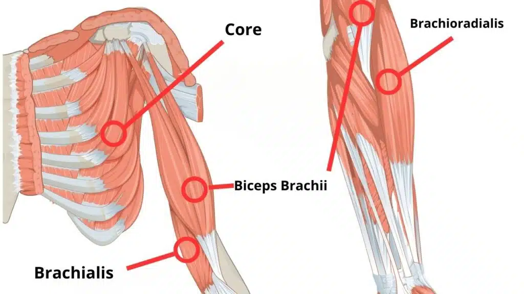 What Do Incline Dumbbell Curls Work: Target Biceps Like a Pro