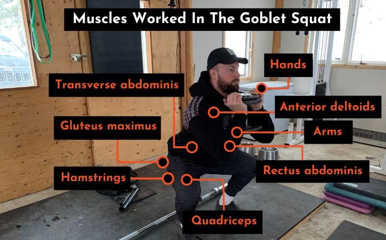 muscles worked in the goblet squat