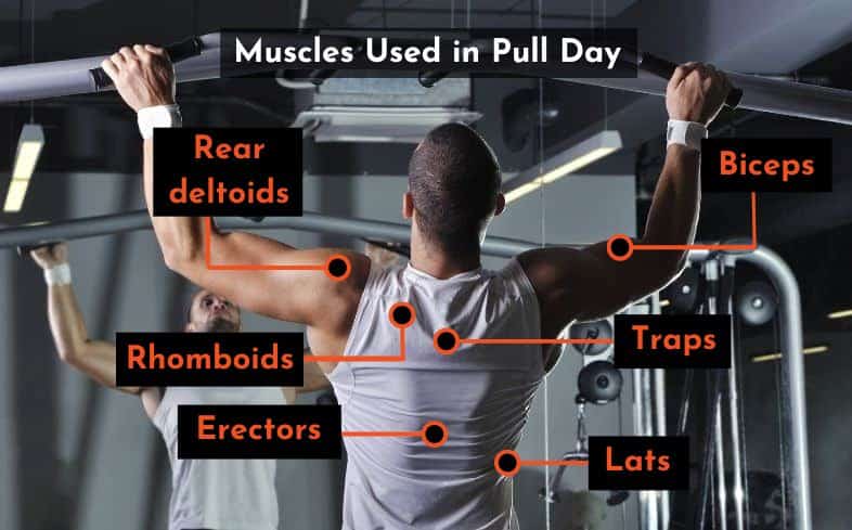 muscles used in pull day 