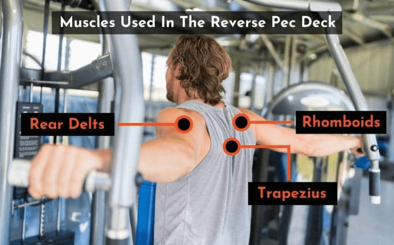 The Reverse Pec Dec uses rear delts, rhomboids, and trapezius.